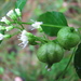 Boneset Flower Gall Midge - Photo (c) Pete and Noe Woods, all rights reserved, uploaded by Pete Woods