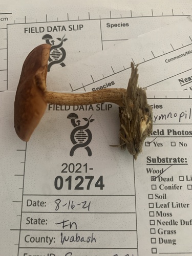 Gymnopilus (Photo 7 of 7)