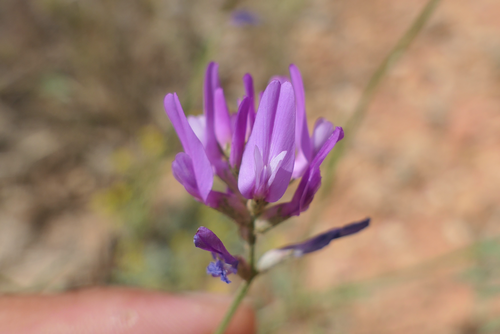 Astragalus xylobasis