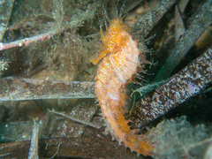 Long-snouted Seahorse