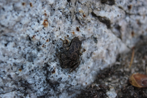 iNaturalist observation photo of Pacific chorus frog