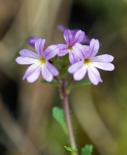 Fairy Foxglove