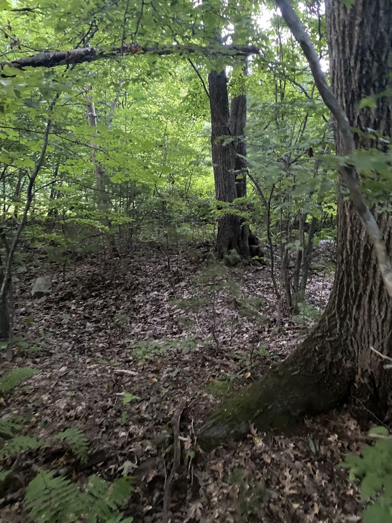 North American Porcupine from Highland Rd, Merrimac, MA, US on August