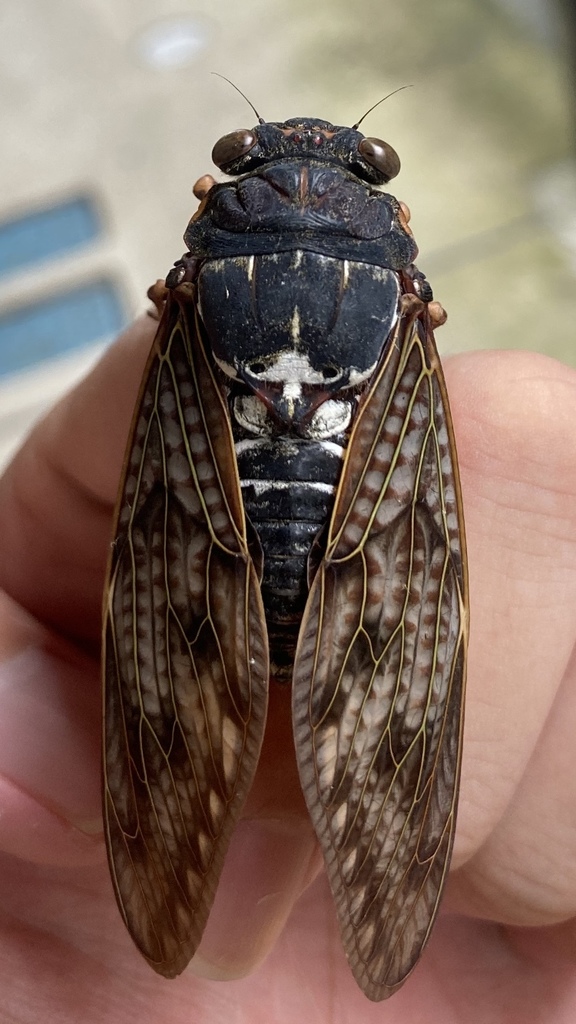 Large Brown Cicada from Nishihara 2-Chōme, Kashiwa, Chiba, JP on August ...