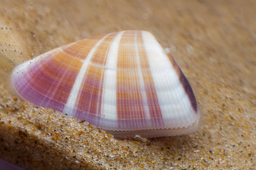 Coquina