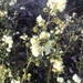 Acacia insolita - Photo (c) annbentley, todos los derechos reservados