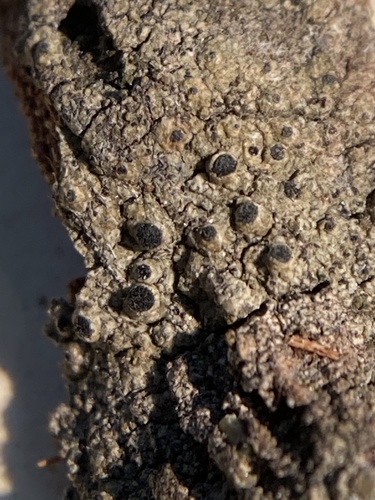 Calicium trachylioides