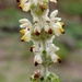 Eremostachys laciniata - Photo (c) LUPRA, all rights reserved, uploaded by LUPRA