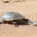 Darwin Snake-necked Turtle - Photo (c) Dan Ashdown, all rights reserved, uploaded by Dan Ashdown
