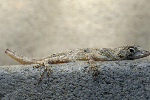 Bark Anole