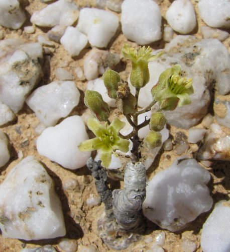 Tylecodon peculiaris