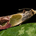 Sculptured Moth - Photo (c) Kyran Leeker, all rights reserved, uploaded by Kyran Leeker