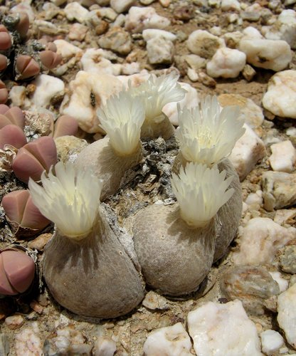 Gibbaeum hortenseae