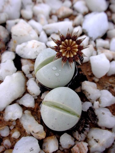Babytoe Silverstone (Argyroderma theartii)