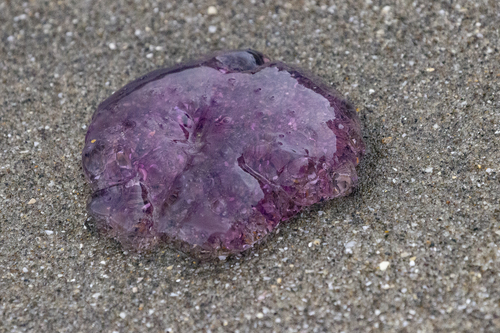 photo of Lion's Mane Jellies (Cyanea)