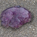 photo of Lion's Mane Jellies (Cyanea)