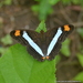 Adelpha basiloides - Photo 由 Juan Carlos Garcia Morales 所上傳的 (c) Juan Carlos Garcia Morales，保留所有權利