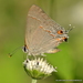 Nicolaea heraldica - Photo (c) Juan Carlos Garcia Morales, all rights reserved, uploaded by Juan Carlos Garcia Morales