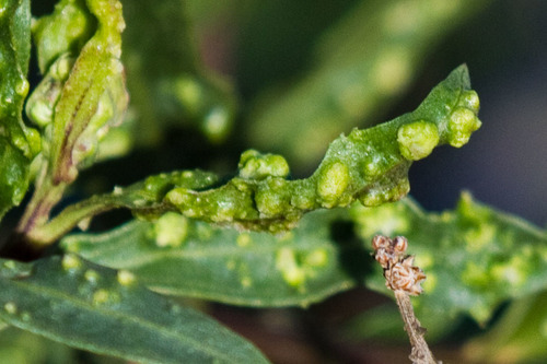 Mule Fat Blister Mite