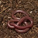 Brown-snouted Blind Snake - Photo (c) Tyler Monachino, all rights reserved, uploaded by Tyler Monachino