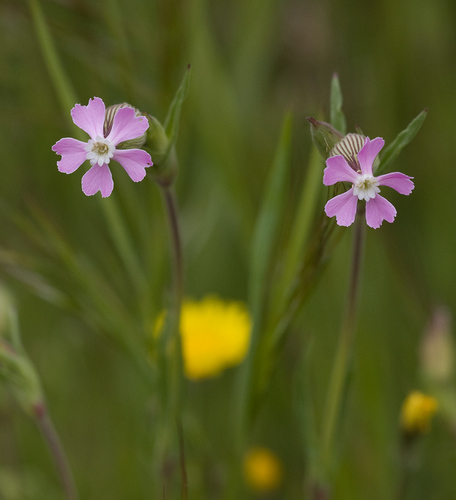 Silene conica ssp. conica