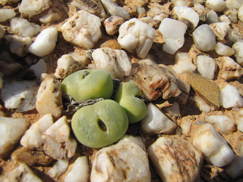 Ophthalmophyllum