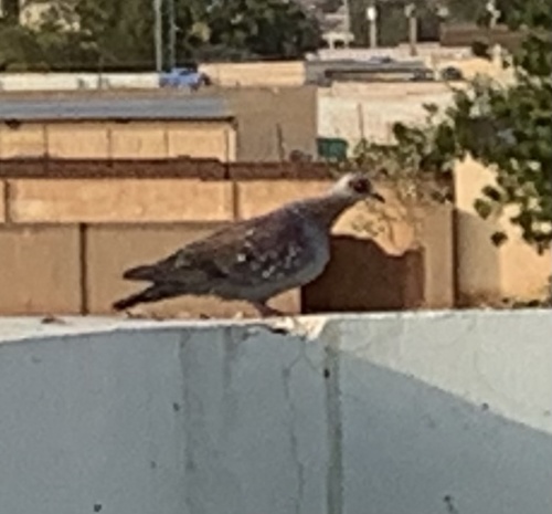 Speckled Pigeon