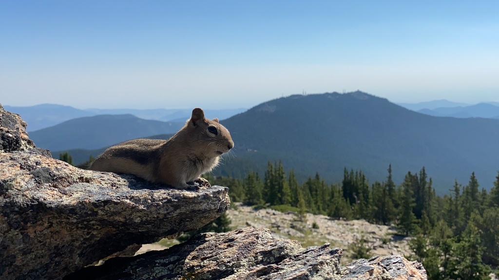 Golden-mantled Ground Squirrel from Arapaho & Roosevelt National ...