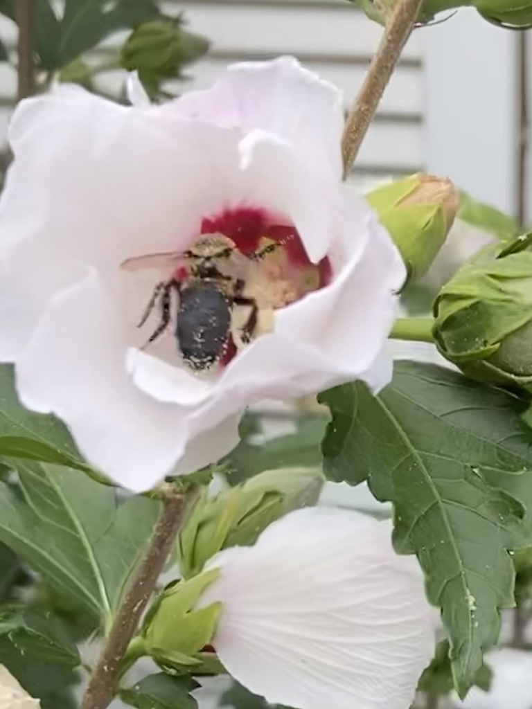 Apine Bees from Lesgay Cres, North York, ON, CA on August 17, 2021 at ...