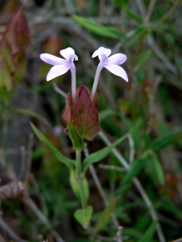 Montell bractspike (Yeatesia platystegia)