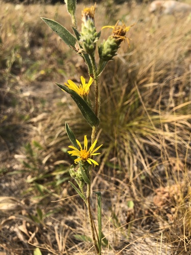 Pyrrocoma liatriformis