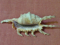 Lambis scorpius image