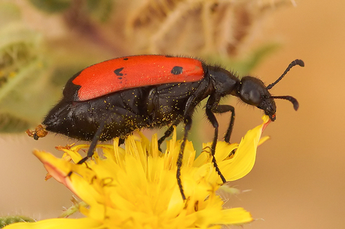 Four-spotted Blisterbeetle