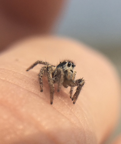 Habronattus americanus