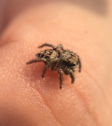 Habronattus americanus