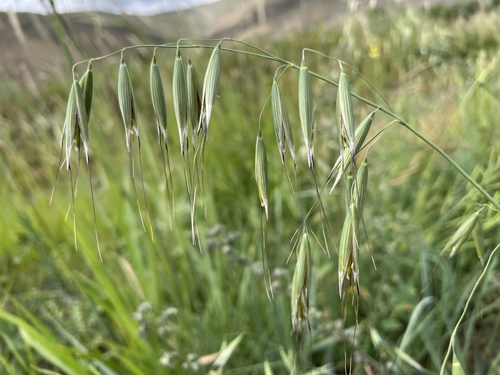 wild oat