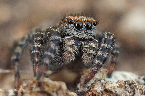 Phlegra fasciata