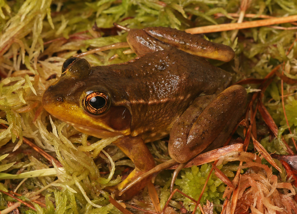 Florida Bog Frog