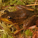 Florida Bog Frog - Photo (c) Jake Scott, all rights reserved, uploaded by Jake Scott