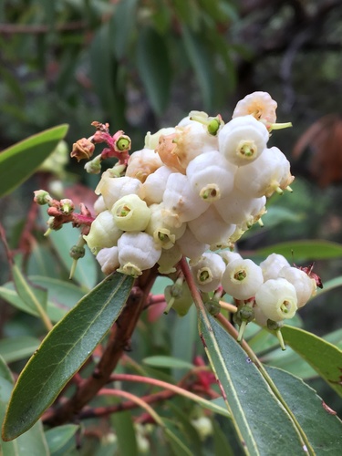 Arizona madrone