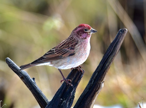 Cassin's Finch