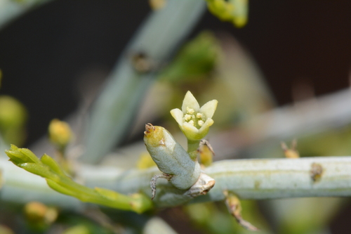 Lacomucinaea lineata (L.fil.) Nickrent & M.A.García