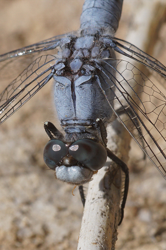 Southern Skimmer