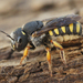 Pseudoanthidium melanurum - Photo (c) Henk Wallays, todos los derechos reservados, subido por Henk Wallays