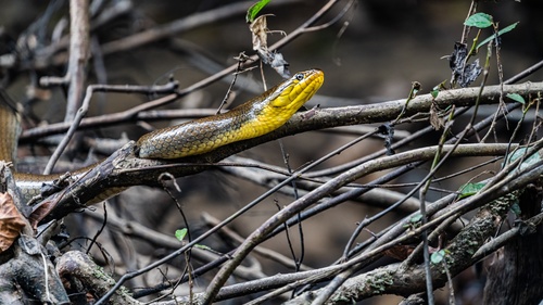 Smith's African Water Snake