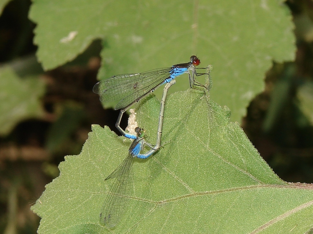 Червоноочка зелена (Odonata of Ukraine / Бабки України) · iNaturalist