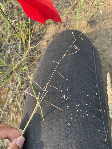 photo of Sand Dropseed (Sporobolus cryptandrus)