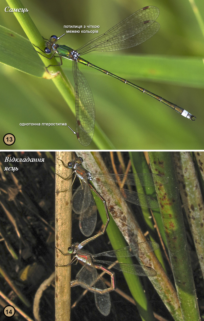 Лютка ясно-зелена (Odonata of Ukraine / Бабки України) · iNaturalist