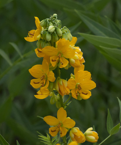 hairy senna