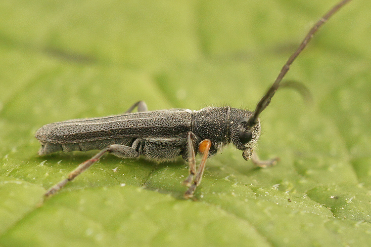 Umbellifer Longhorn Beetle (Phytoecia cylindrica)  iNaturalist